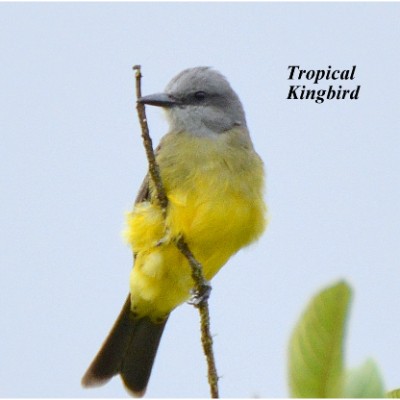 Tropical Kingbird